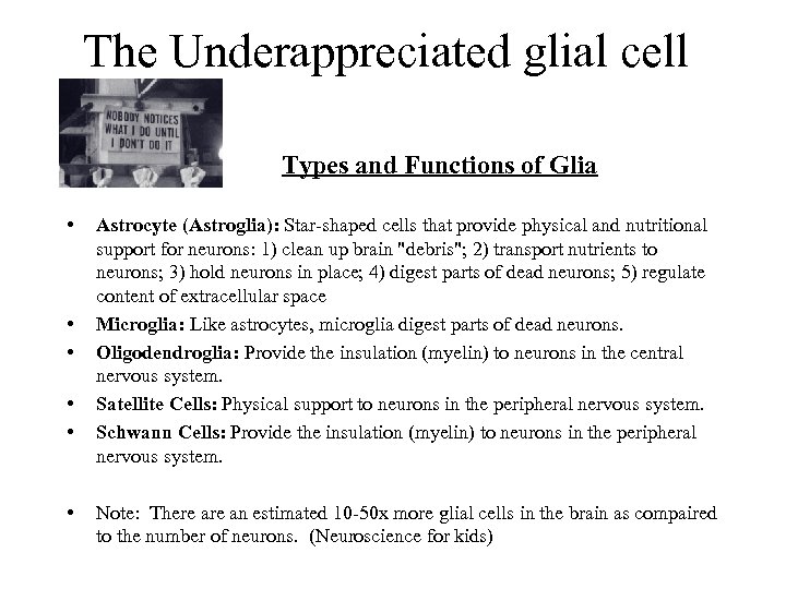 The Underappreciated glial cell Types and Functions of Glia • • • Astrocyte (Astroglia):