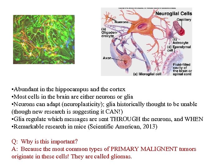  • Abundant in the hippocampus and the cortex • Most cells in the