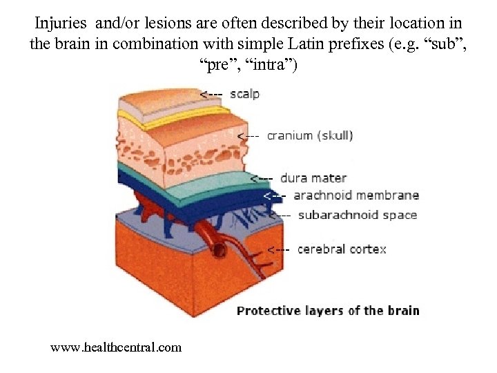 Injuries and/or lesions are often described by their location in the brain in combination