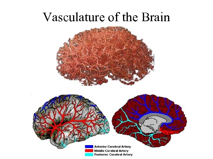 Vasculature of the Brain 