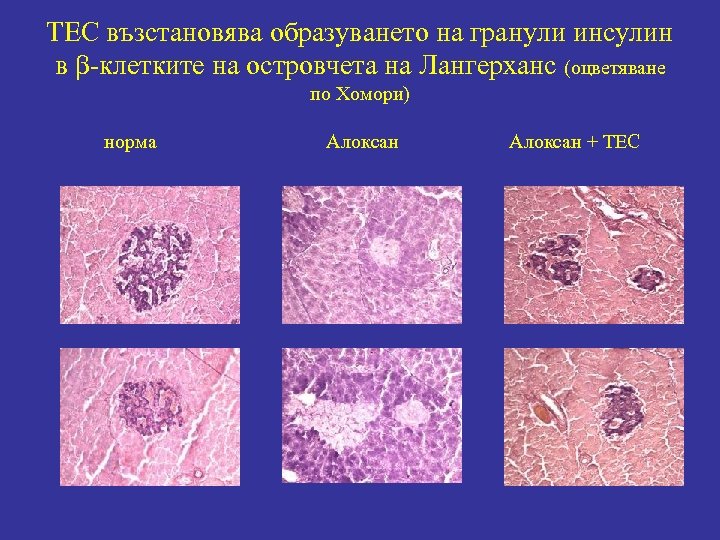 ТЕС възстановява образуването на гранули инсулин в -клетките на островчета на Лангерханс (оцветяване по