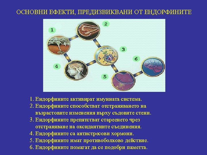 ОСНОВНИ ЕФЕКТИ, ПРЕДИЗВИКВАНИ ОТ ЕНДОРФИНИТЕ 1. Ендорфините активират имунната система. 2. Ендорфините способстват отстраняването