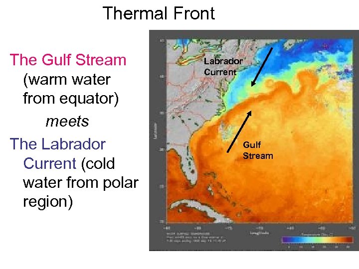 Thermal Front The Gulf Stream (warm water from equator) meets The Labrador Current (cold