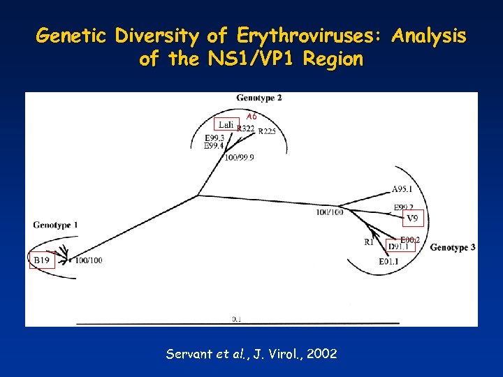 Genetic Diversity of Erythroviruses: Analysis of the NS 1/VP 1 Region A 6 Servant
