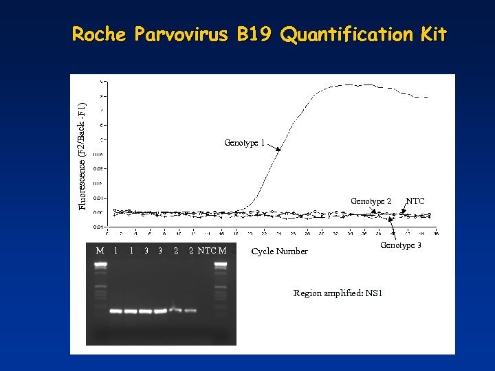 Fluorescence (F 2/Back -F 1) Roche Parvovirus B 19 Quantification Kit Fluorescence (F 1/F