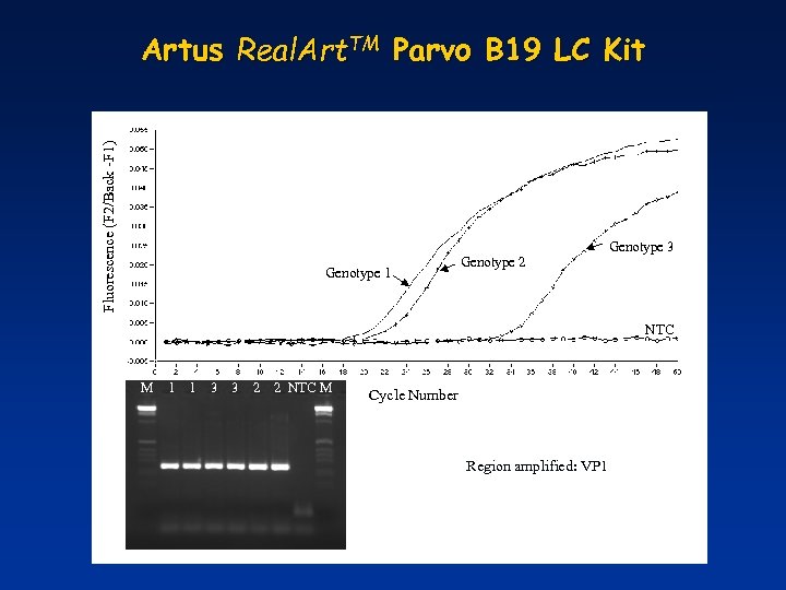 Fluorescence (F 2/Back -F 1) Artus Real. Art. TM Parvo B 19 LC Kit