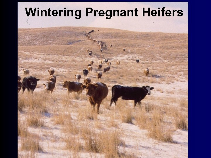 Wintering Pregnant Heifers 