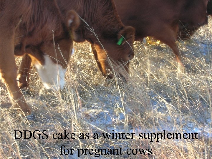 DDGS cake as a winter supplement for pregnant cows 