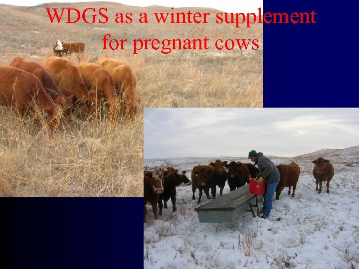 WDGS as a winter supplement for pregnant cows 