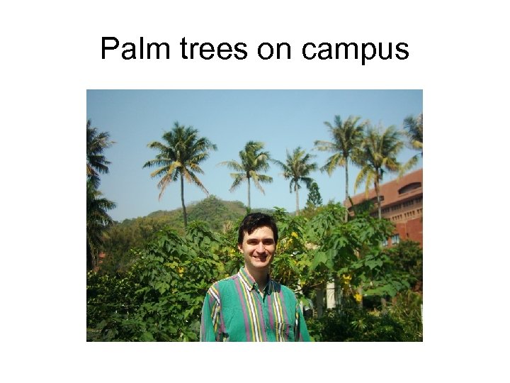 Palm trees on campus 