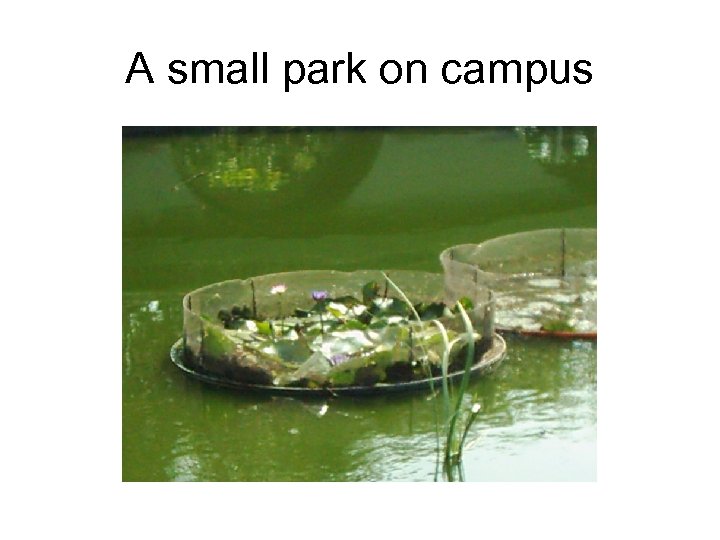 A small park on campus 