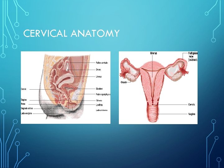 CERVICAL ANATOMY 