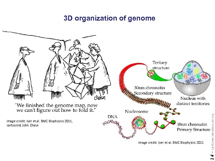 image credit: Iyer et al. BMC Biophysics 2011 14 - image credit: Iyer et
