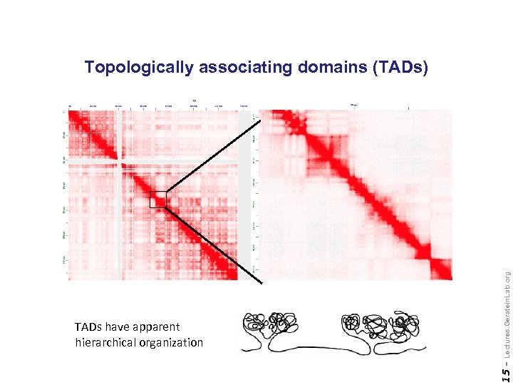 15 - TADs have apparent hierarchical organization Lectures. Gerstein. Lab. org Topologically associating domains