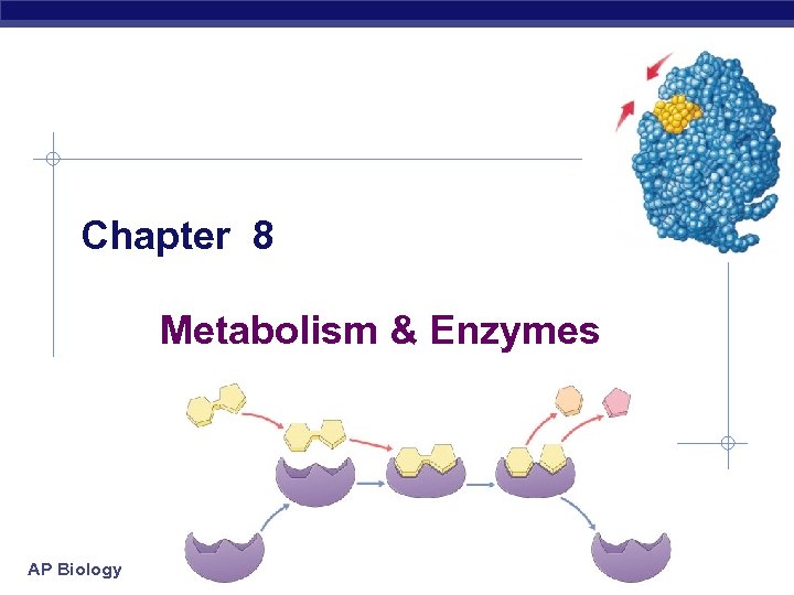 Chapter 8 Metabolism & Enzymes AP Biology 