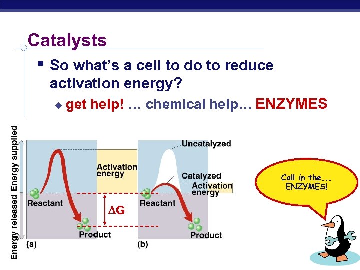 Catalysts § So what’s a cell to do to reduce activation energy? u get