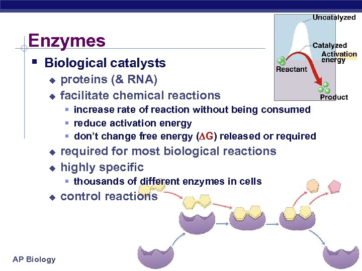 Enzymes § Biological catalysts u u proteins (& RNA) facilitate chemical reactions § increase