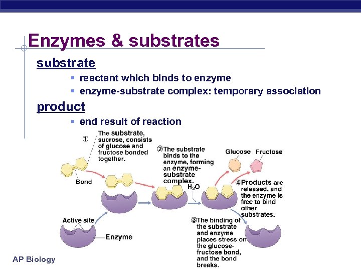 Enzymes & substrates substrate § reactant which binds to enzyme § enzyme-substrate complex: temporary