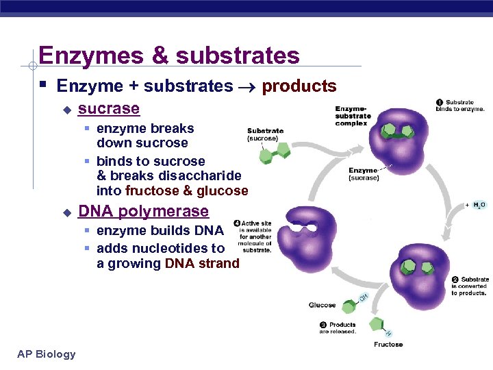Enzymes & substrates § Enzyme + substrates products u sucrase § enzyme breaks down