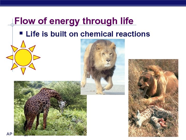 Flow of energy through life § Life is built on chemical reactions AP Biology