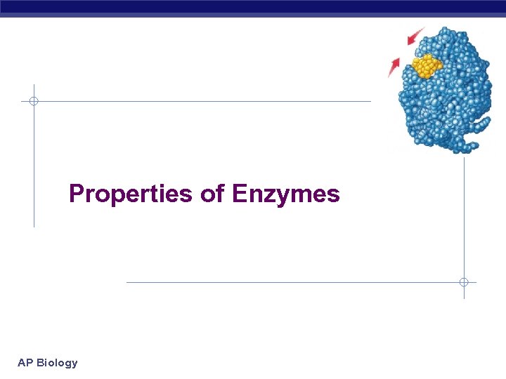 Properties of Enzymes AP Biology 