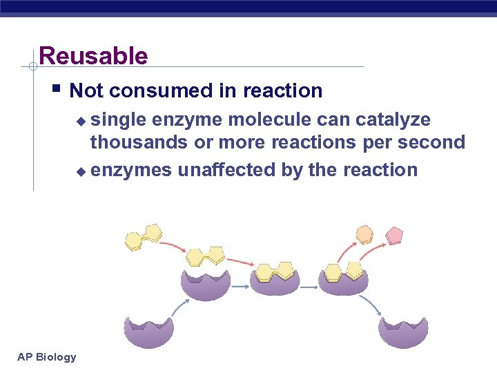 Reusable § Not consumed in reaction single enzyme molecule can catalyze thousands or more