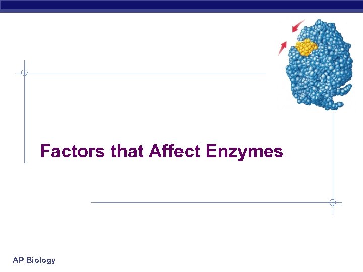 Factors that Affect Enzymes AP Biology 