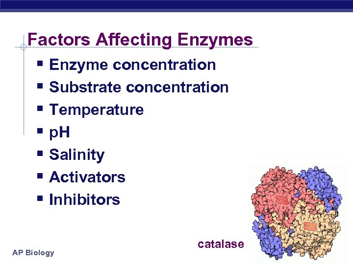 Factors Affecting Enzymes § Enzyme concentration § Substrate concentration § Temperature § p. H