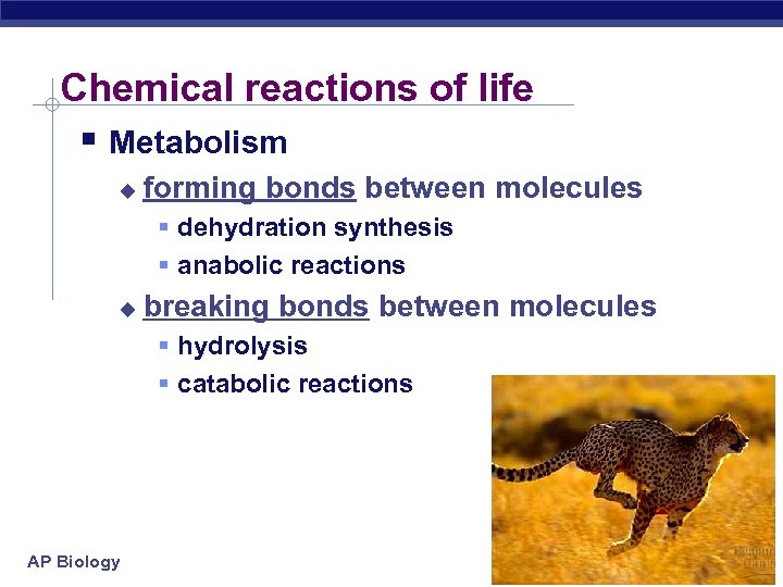 Chemical reactions of life § Metabolism u forming bonds between molecules § dehydration synthesis
