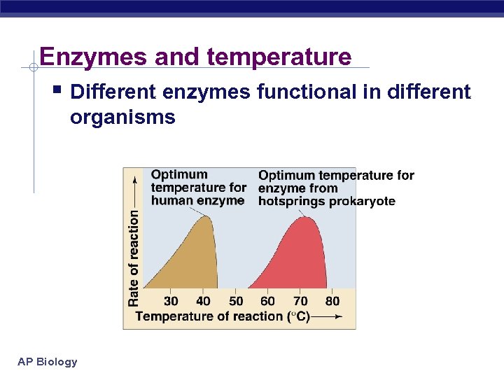 Enzymes and temperature § Different enzymes functional in different organisms AP Biology 