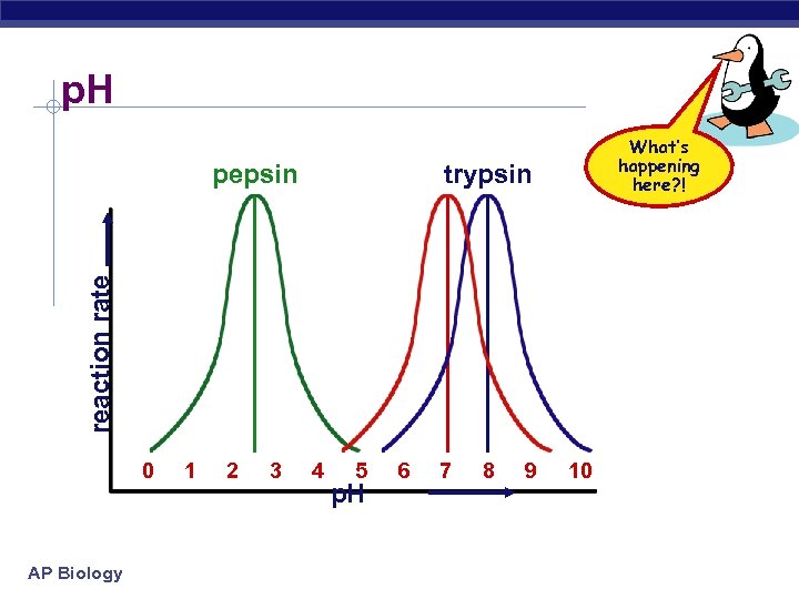 p. H trypsin reaction rate pepsin What’s happening here? ! 0 AP Biology 1