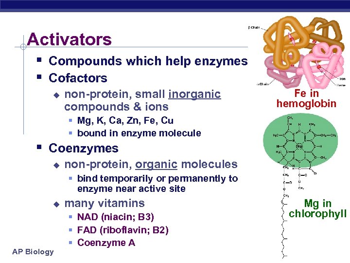 Activators § Compounds which help enzymes § Cofactors u non-protein, small inorganic compounds &