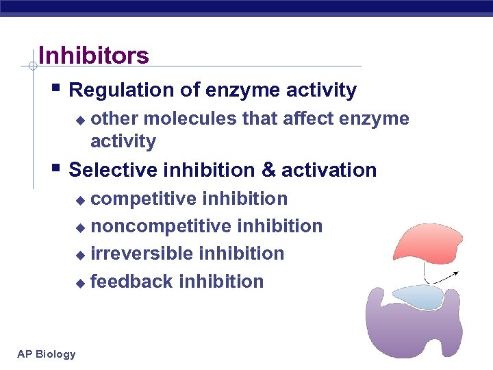 Inhibitors § Regulation of enzyme activity u other molecules that affect enzyme activity §