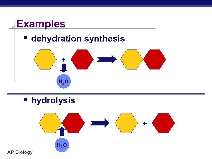 Examples § dehydration synthesis + H 2 O § hydrolysis + H 2 O