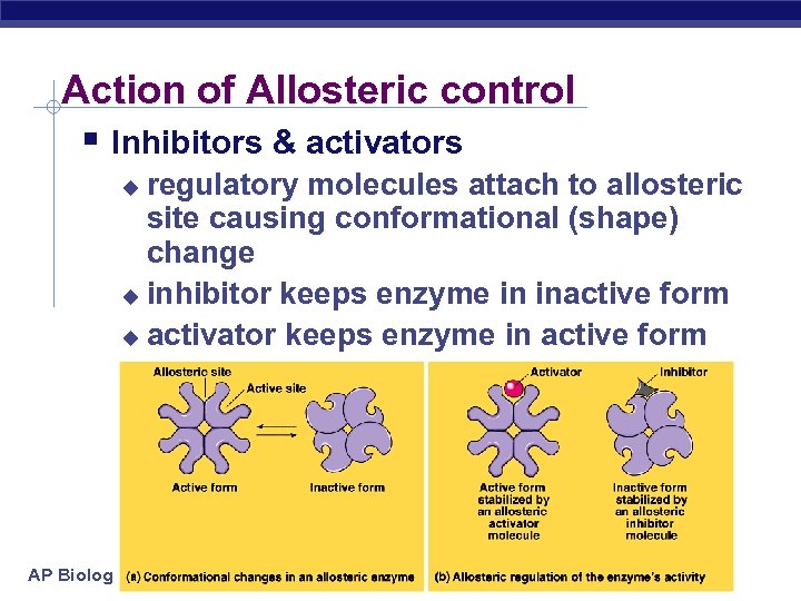 Action of Allosteric control § Inhibitors & activators regulatory molecules attach to allosteric site