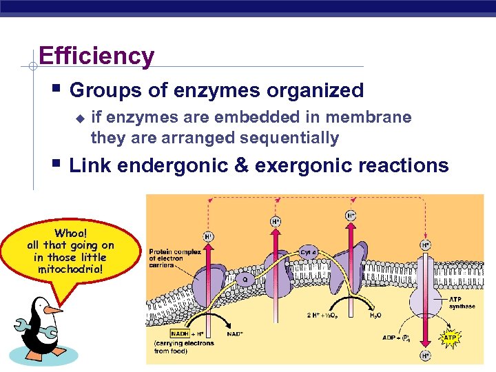 Efficiency § Groups of enzymes organized u if enzymes are embedded in membrane they