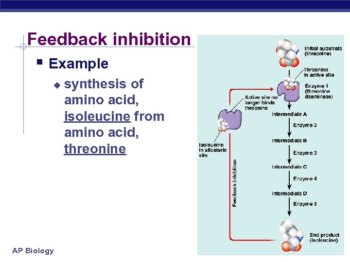 Feedback inhibition § Example u AP Biology synthesis of amino acid, isoleucine from amino