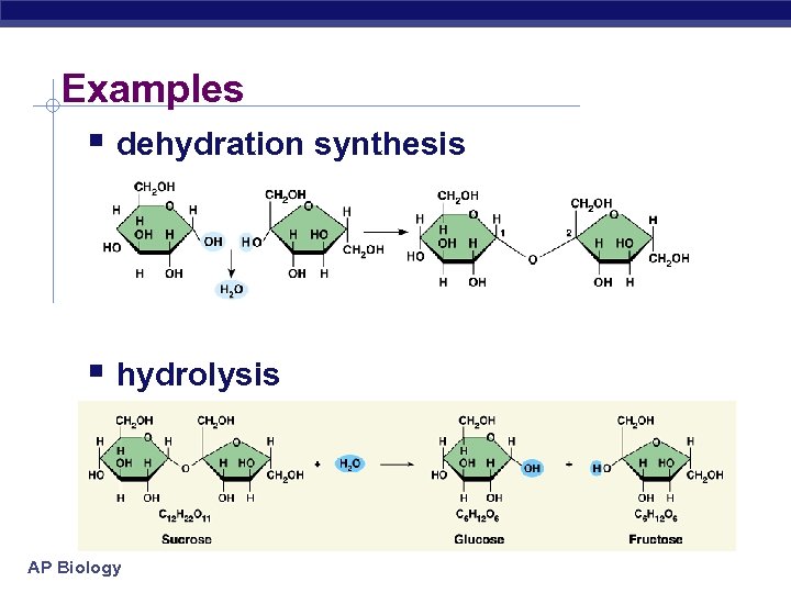 Examples § dehydration synthesis § hydrolysis AP Biology 