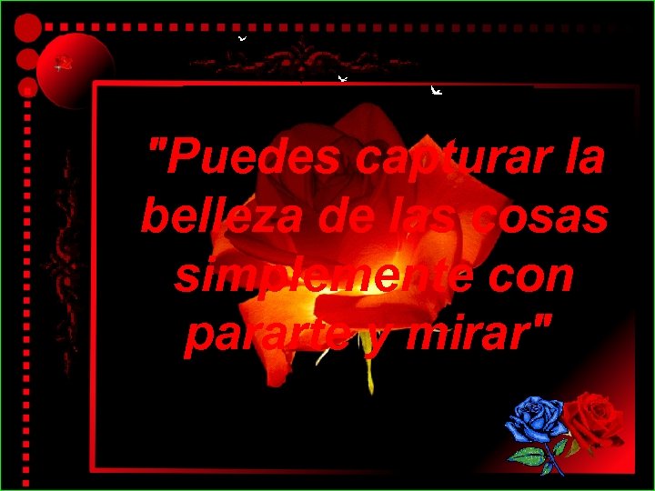 "Puedes capturar la belleza de las cosas simplemente con pararte y mirar" 