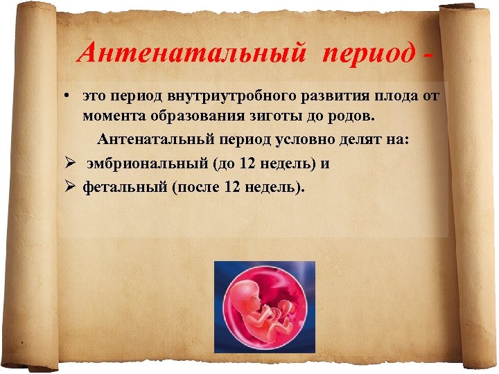 Антенатальный период • это период внутриутробного развития плода от момента образования зиготы до родов.
