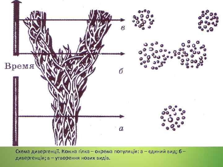 Схема дивергенції. Кожна гілка – окрема популяція: а – єдиний вид; б – дивергенція;