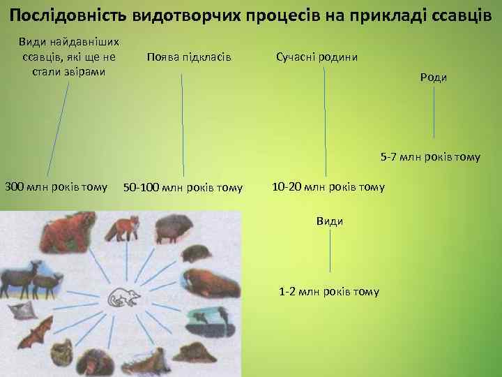 Послідовність видотворчих процесів на прикладі ссавців Види найдавніших ссавців, які ще не стали звірами