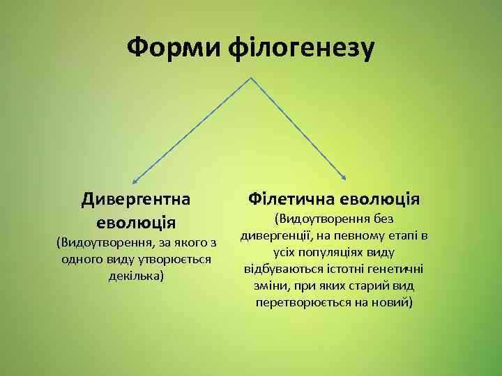 Форми філогенезу Дивергентна еволюція (Видоутворення, за якого з одного виду утворюється декілька) Філетична еволюція