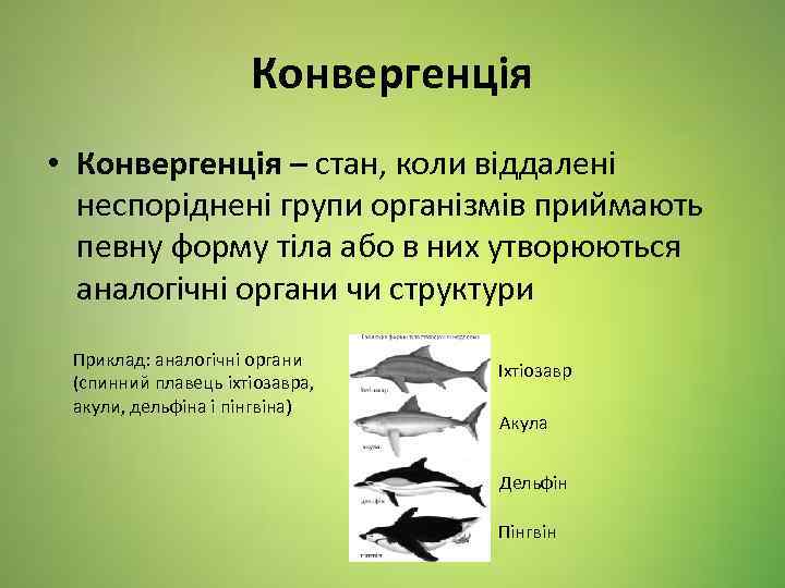 Конвергенція • Конвергенція – стан, коли віддалені неспоріднені групи організмів приймають певну форму тіла