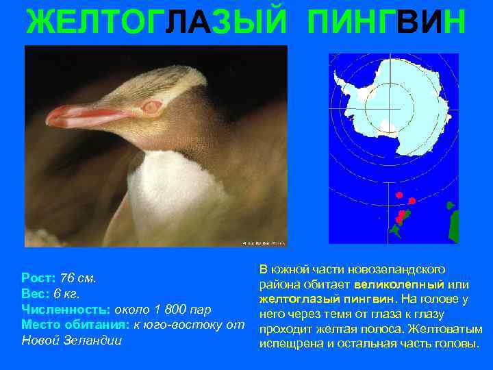 ЖЕЛТОГЛАЗЫЙ ПИНГВИН Рост: 76 см. Вес: 6 кг. Численность: около 1 800 пар Место