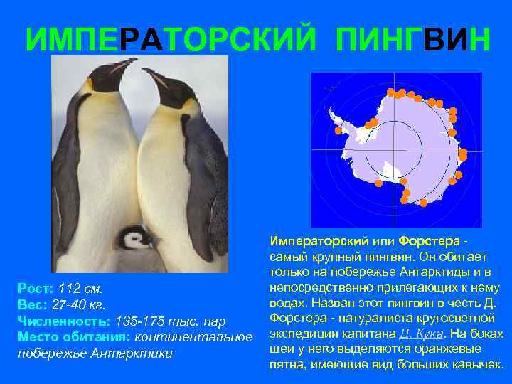 ИМПЕРАТОРСКИЙ ПИНГВИН Рост: 112 см. Вес: 27 -40 кг. Численность: 135 -175 тыс. пар