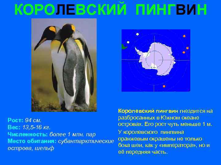 КОРОЛЕВСКИЙ ПИНГВИН Королевский пингвин гнездится на разбросанных в Южном океане Рост: 94 см. островах.