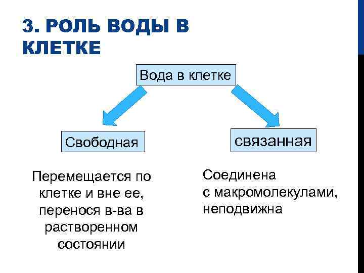 3. РОЛЬ ВОДЫ В КЛЕТКЕ Вода в клетке Свободная Перемещается по клетке и вне