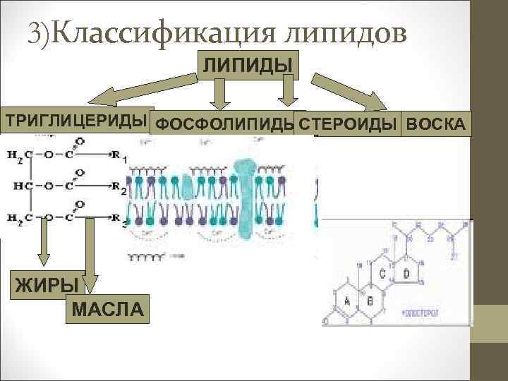 Липиды химическая классификация. Органические вещества клетки липиды. Липиды полимеры. Как по картинке отличить фосфолипид и триглицерид.