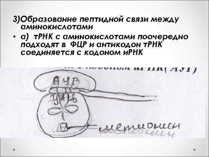 3)Образование пептидной связи между аминокислотами • а) т. РНК с аминокислотами поочередно подходят в